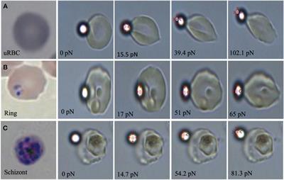 Optical tweezers to measure the elasticity of red blood cells: a tool to study the erythrocyte response to antimalarials